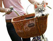 Wicker Cruiser bike basket for pets